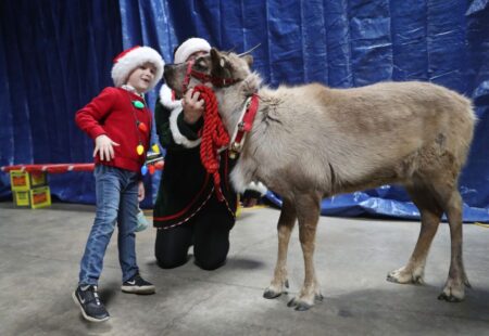 These Chicago-area reindeer can fly (with a little help from FedEx), give kisses and draw hundreds to holiday meet-and-greets: ‘They’re like big puppies.’