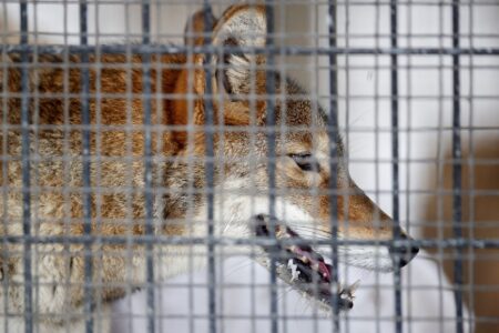 Cook County forest preserves to review captive animal program following coyote controversy