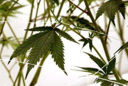 Illinois Supreme Court denies request to let state name craft cannabis license winners. Applicants say ongoing litigation affecting their finances.