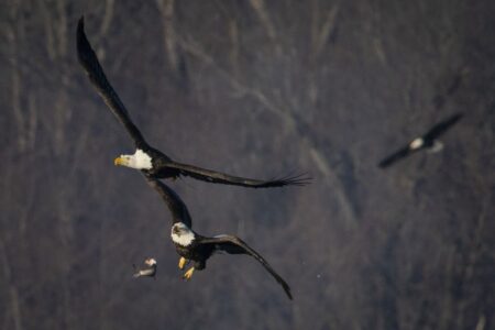 Bald eagles are flying south to Illinois for the winter. Here’s where to see them.