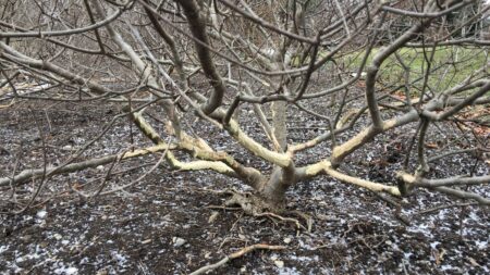How lack of December snow affects your garden