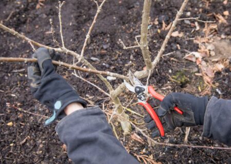 How to prune dormant shrubs and trees in winter