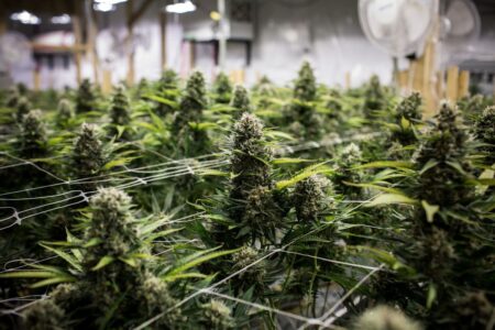 Plan to open cannabis growing facility in Elgin industrial plan headed to city council for final OK