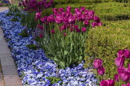 Plotting color combinations in the garden depends on the mood you’re going for