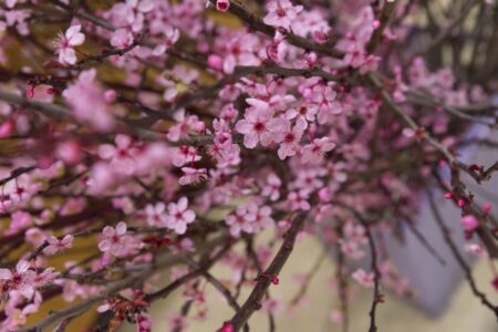 Yearning for spring? Forcing blossoms while it’s cold may the answer