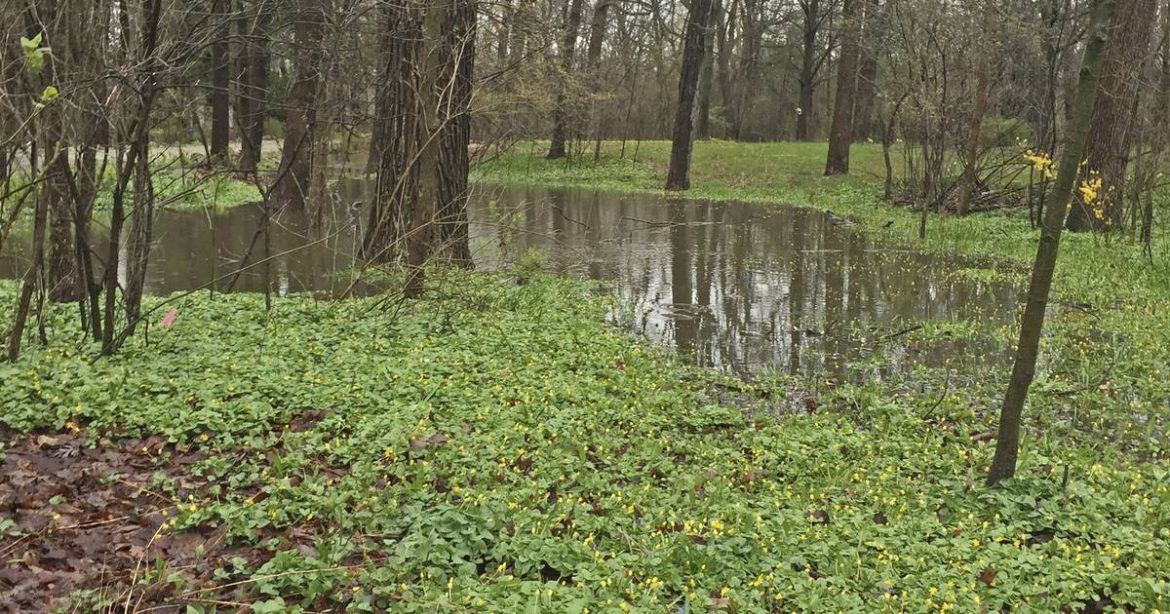 How to prevent pooling water in your yard, garden The Windy City Word