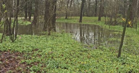 How to prevent pooling water in your yard, garden