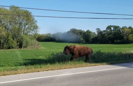 Billy the runaway bison, still on the lam after 6 months, makes April Fools’ Day appearance in Hawthorn Woods