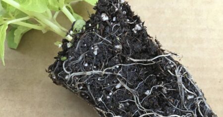 Tips for finding healthy plants at the garden center