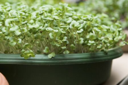 How-to guide on growing plants from seeds this spring