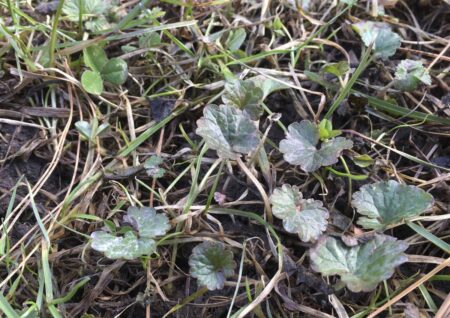 Weed early and often to make summer gardening a breeze