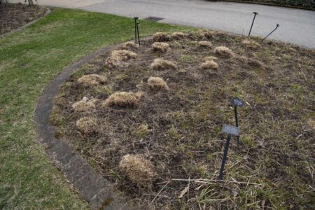 Spring cleaning: Cut perennials back before new growing season