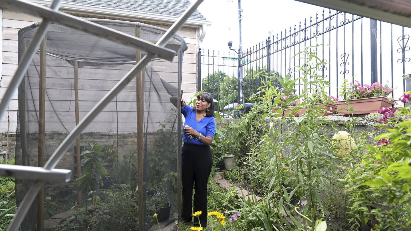 Chicago family creates sanctuaries for monarchs