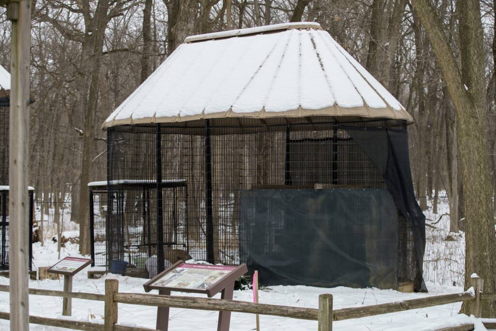 Captive coyote at Cook County forest preserve to stay but will get a bigger, better enclosure