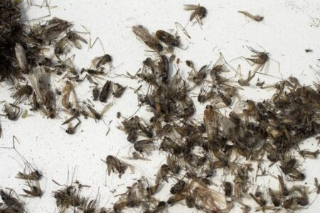 Illinois reports first death from West Nile virus this year