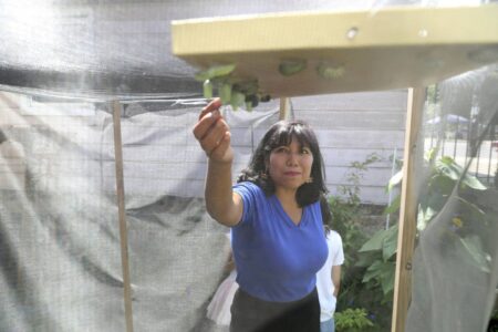Chicago family creates sanctuaries for monarchs, identified by global group as an endangered species: ‘They are like a miracle’