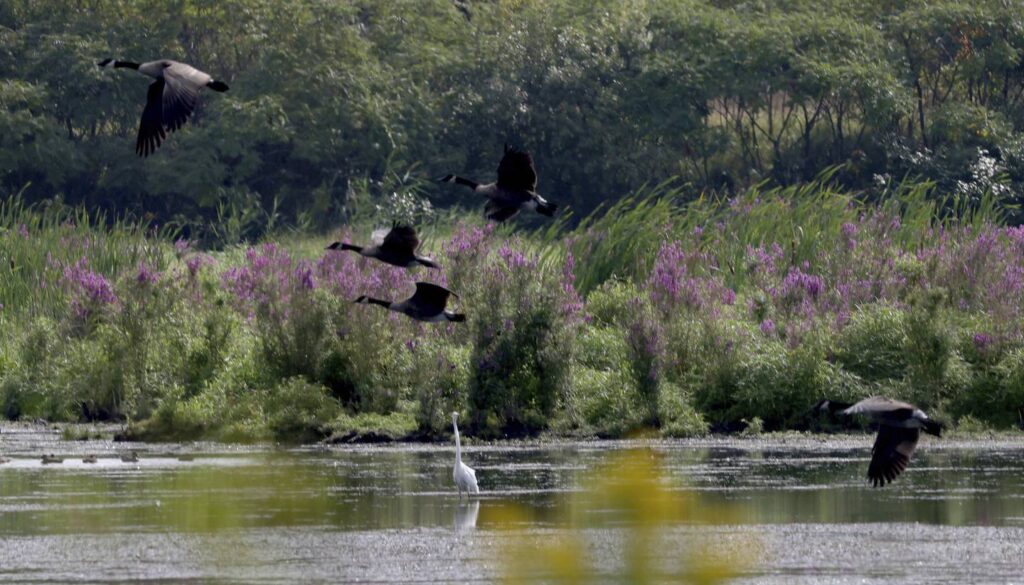 Fall birding season kicks off in a South Side neighborhood once known for steel mills: ‘This is a birding hot spot’