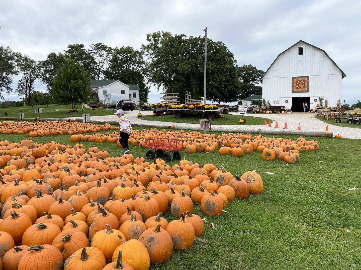 All pumpkins sold at Sugar Grove Pumpkin Farm, 4S041 Merrill Road, are grown on site.