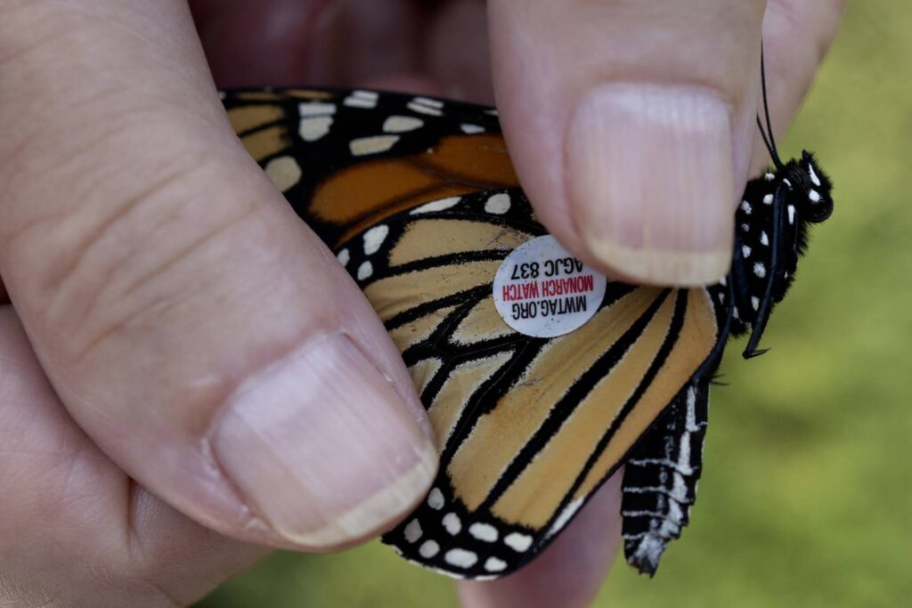 Monarch butterflies tagged with stickers in Chicago garden as they migrate south
