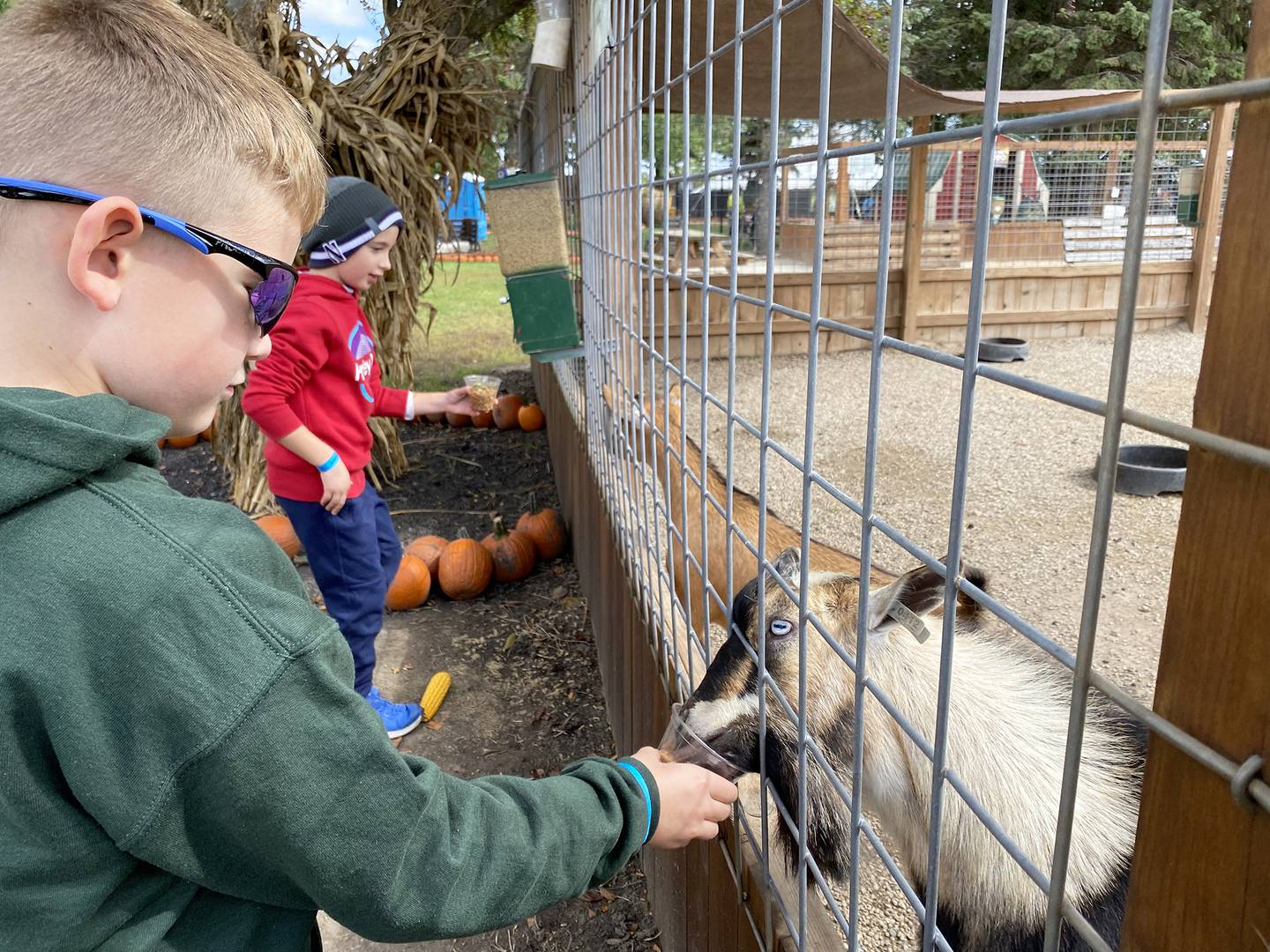 Jase Janczak, left, and his cousin Boone Finley feed goats on Sept. 24, 2022, inside the paid activity area at Jerry Smith Farm, 7150 18th St. in Kenosha.