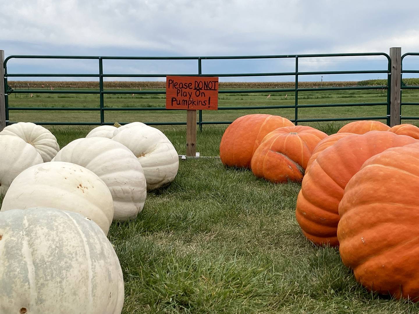 True to its name, Heap's Giant Pumpkin Farm, 4853 Route 52, in Minooka, does sell giant pumpkins — all grown on site.