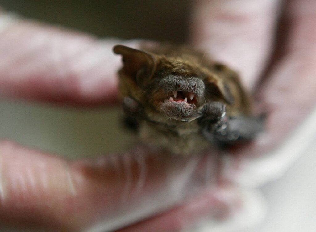 Do rabid bats live near you? New Halloween-inspired map from Cook County helps residents stay informed