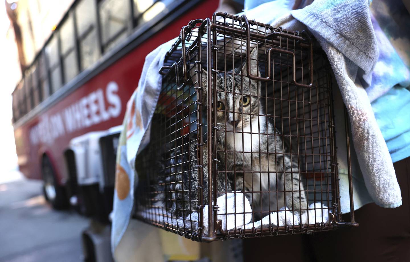 Cats are carried in cages as workers and volunteers at Anti-Cruelty Society unload adoptable dogs and cats from a bus traveling in from Furry Friends shelter in Jupiter, Florida.