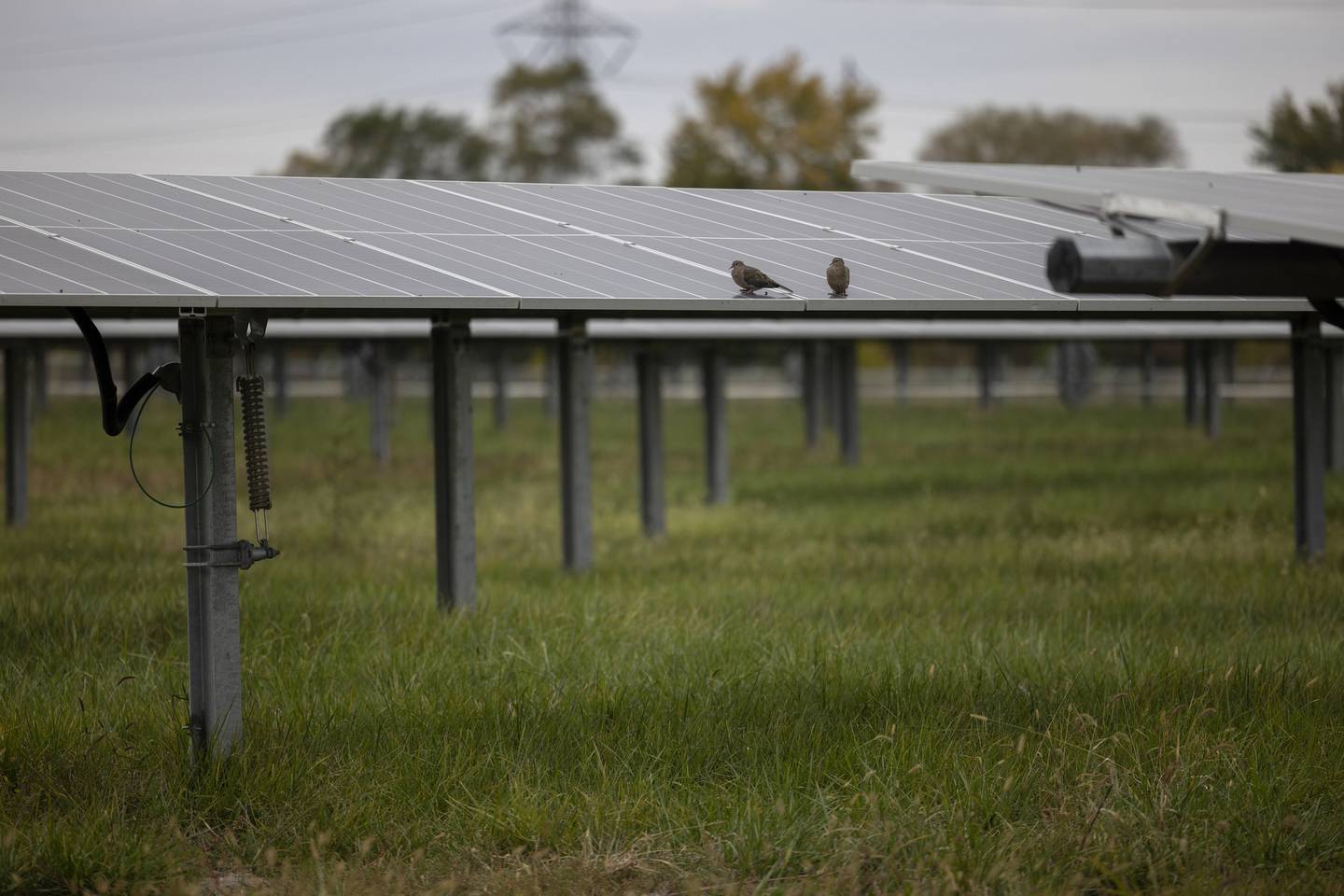 Mourning doves on solar panels at the Glenwood Solar Project community solar farm on Oct. 11, 2022, in Chicago Heights. 
