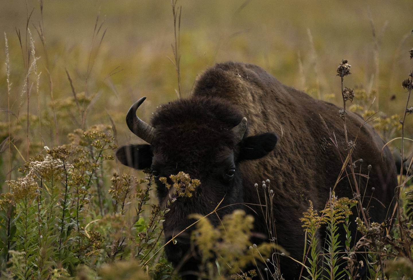 A bison grazes at Nachusa Grasslands on Oct. 5, 2022. 