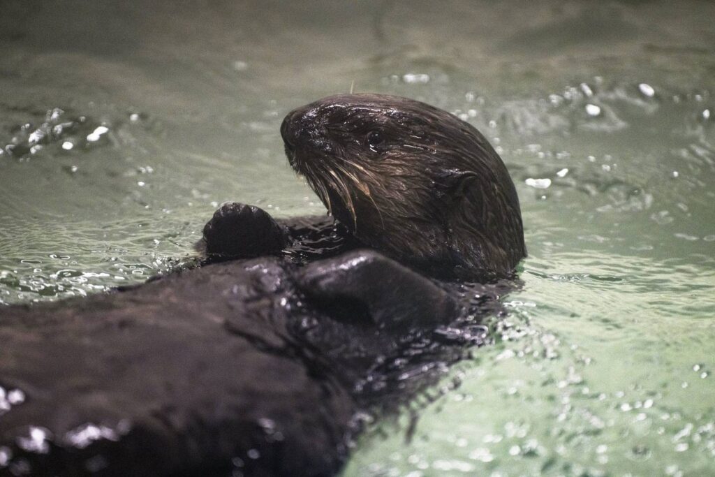 For the first time, Shedd Aquarium will train sea otters to serve as surrogate moms to orphaned pups