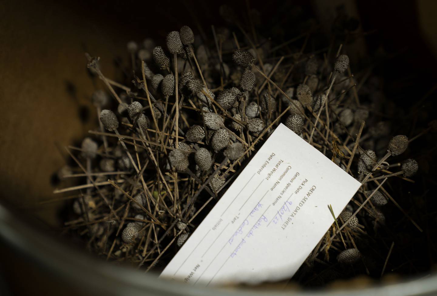 Seed of native plants collected to be dried, milled and planted at Nachusa Grasslands.
