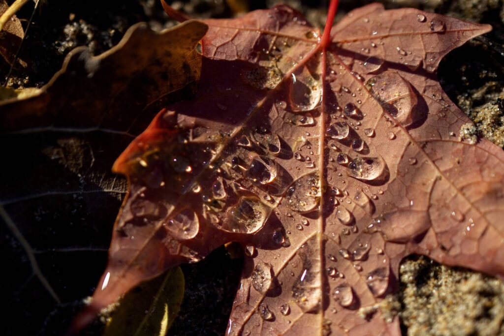Fall colors in the Chicago area are the best in years. But experts warn not to wait too long to see the leaves.