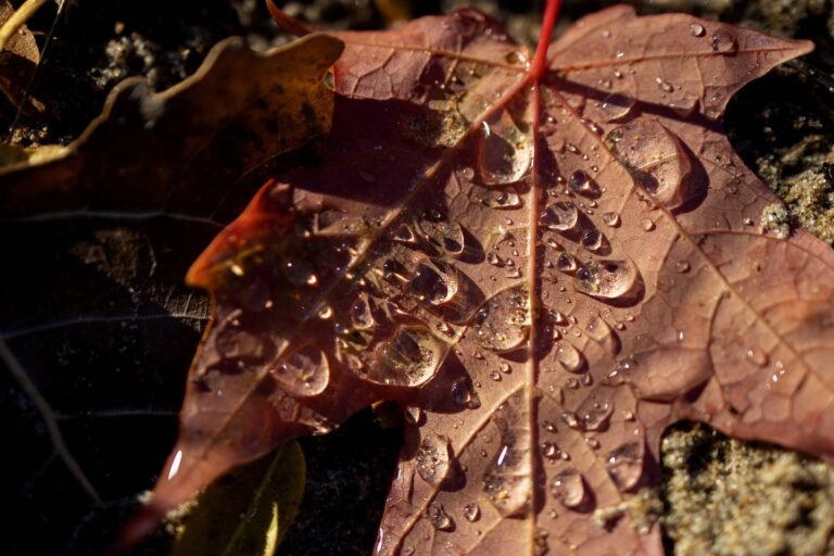 Fall colors in the Chicago area are the best in years. But experts warn not to wait too long to see the leaves.