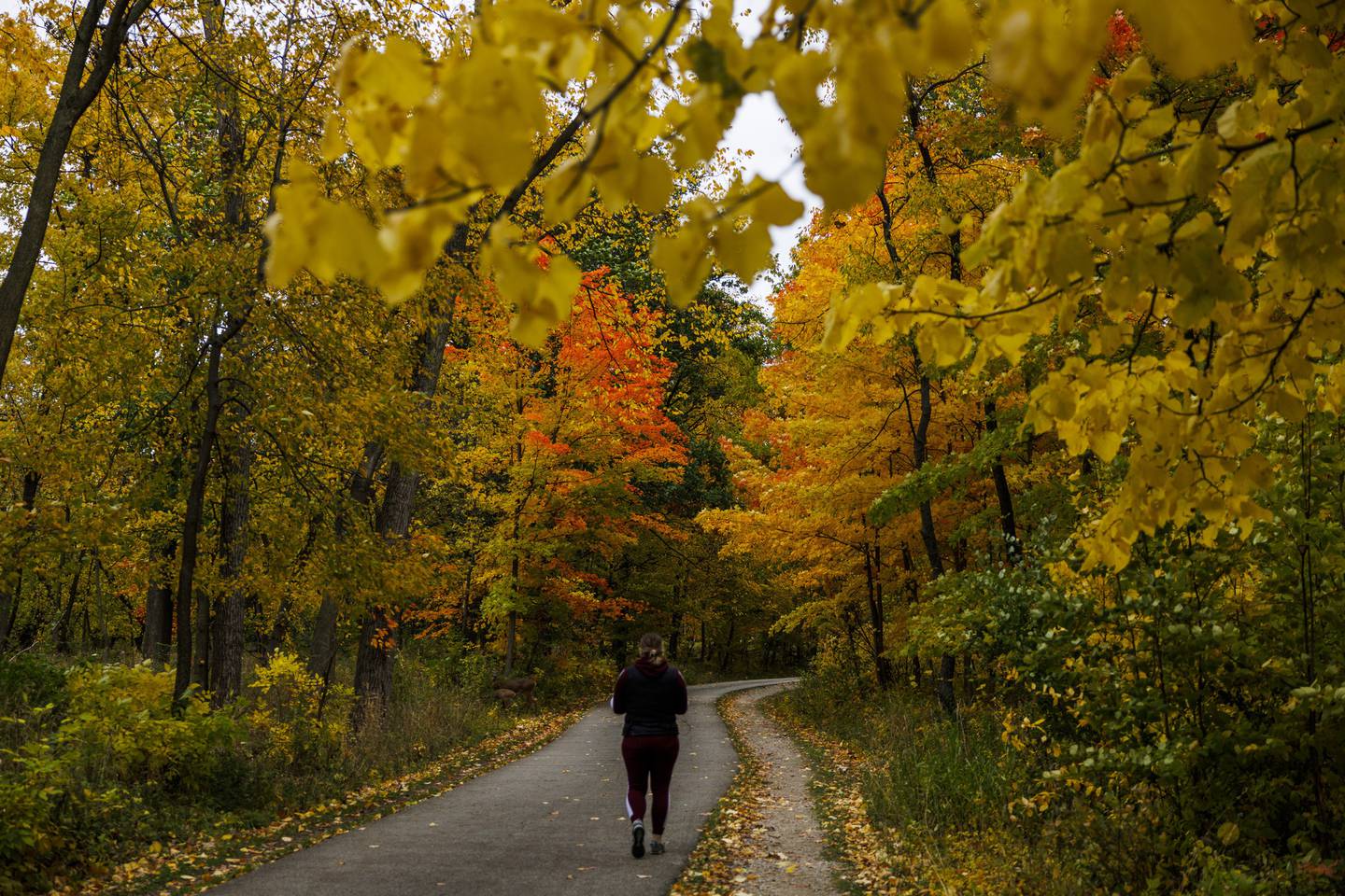 A person walks past colorful trees in Bunker Hill near the North Branch of the Chicago River on Oct. 17, 2022.