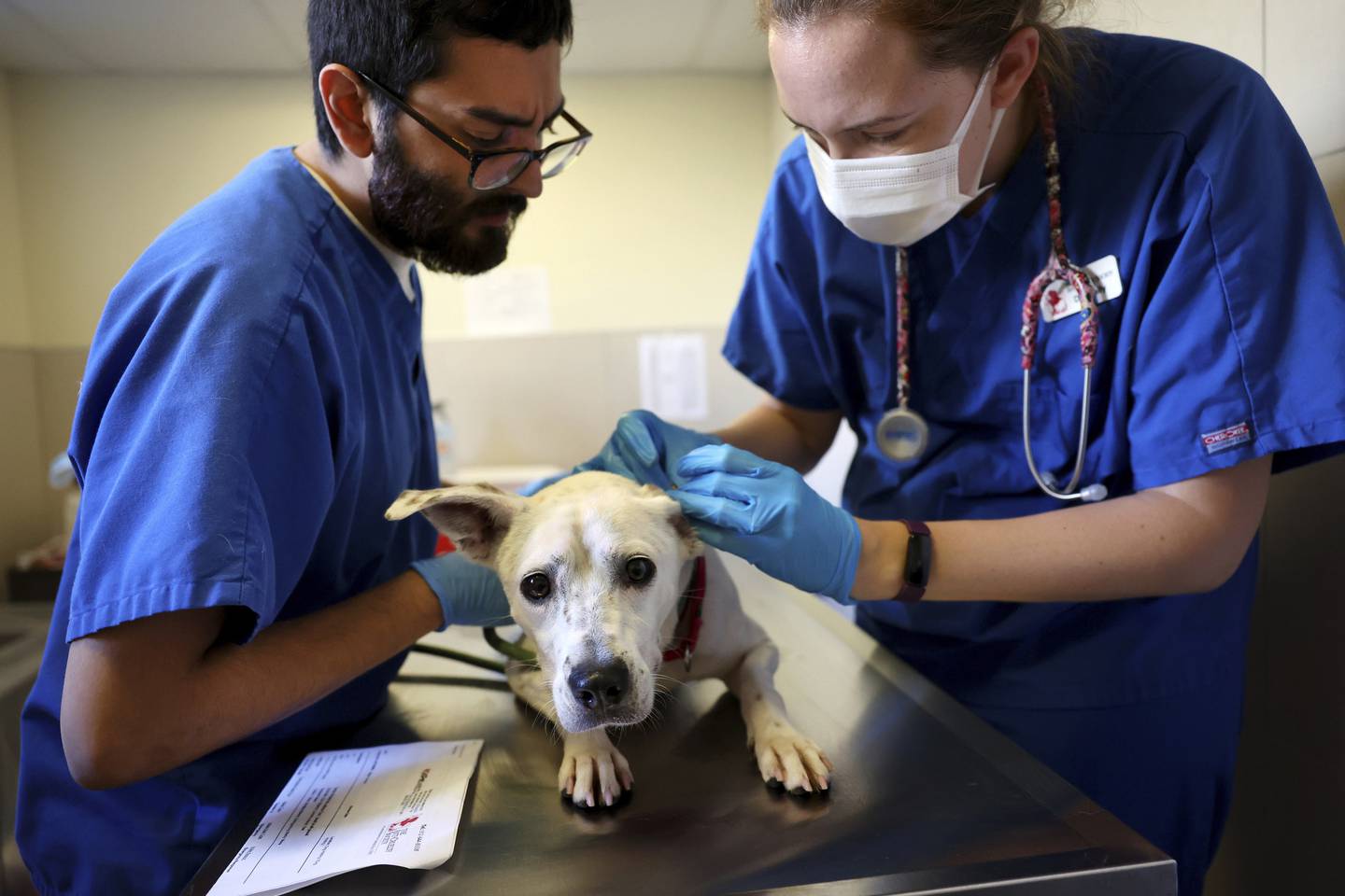 Vet tech Alex Zegarra and Anti-Cruelty Society medical director Emily Swiniarski complete a well being check up on Joe the dog as animals arrived in Chicago from a bus traveling in from Furry Friends shelter in Jupiter, Florida.