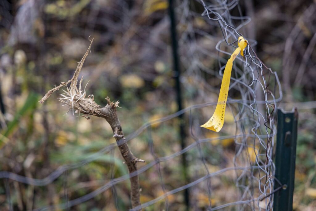 At LaBagh Woods, a mystery: Who keeps removing fences that protect native shrubs from hungry deer?