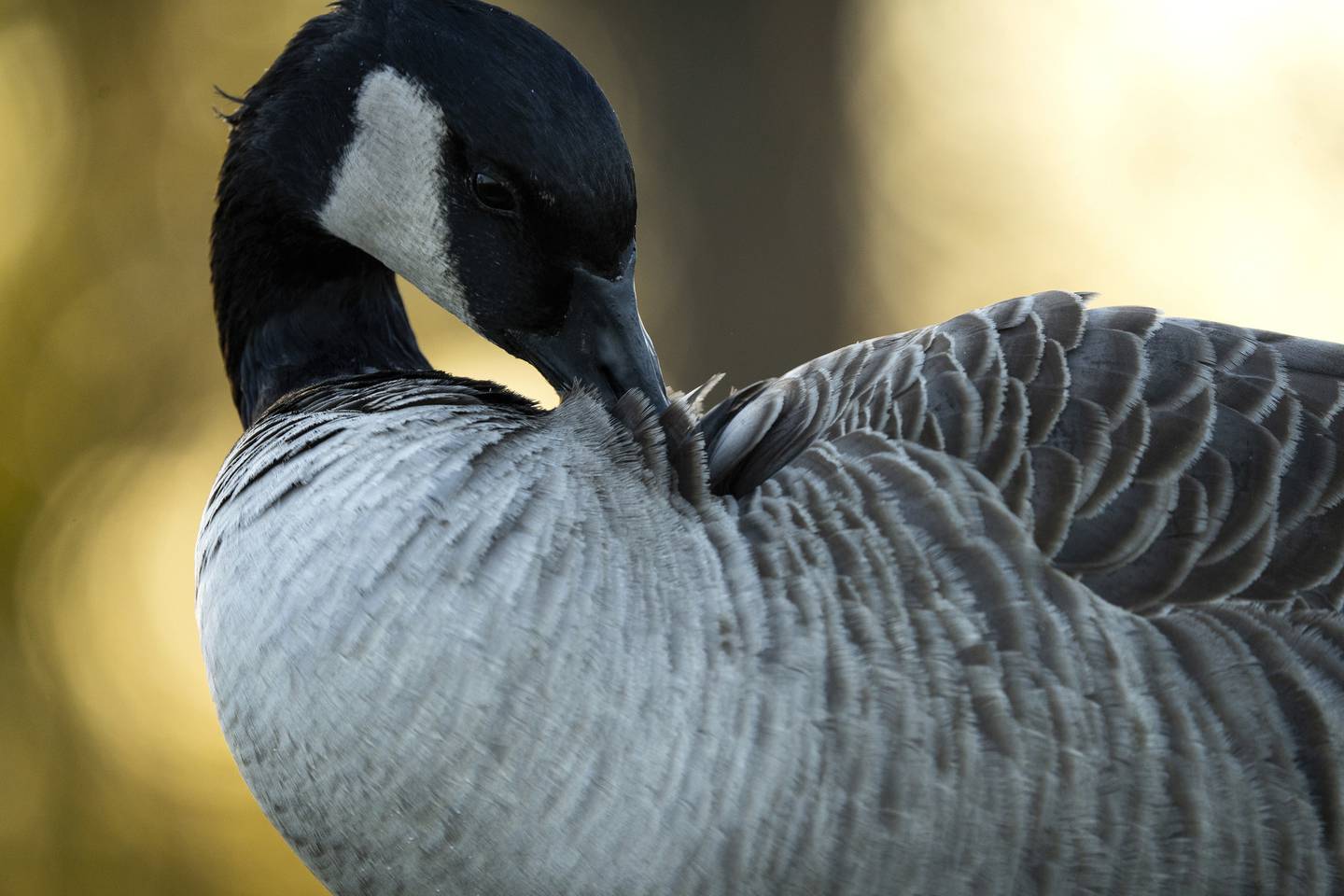 A Canada goose preens its feathers near Montrose Beach in Chicago on Nov. 10, 2022. 