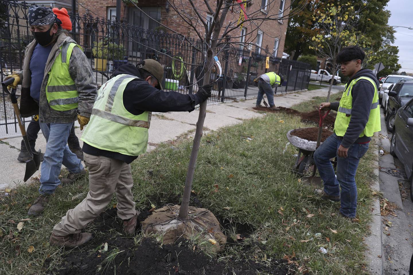 City vendor Seven-D Construction Co. workers plant several trees in the 4400 block of South Christiana Avenue in Chicago on Oct. 20, 2022.