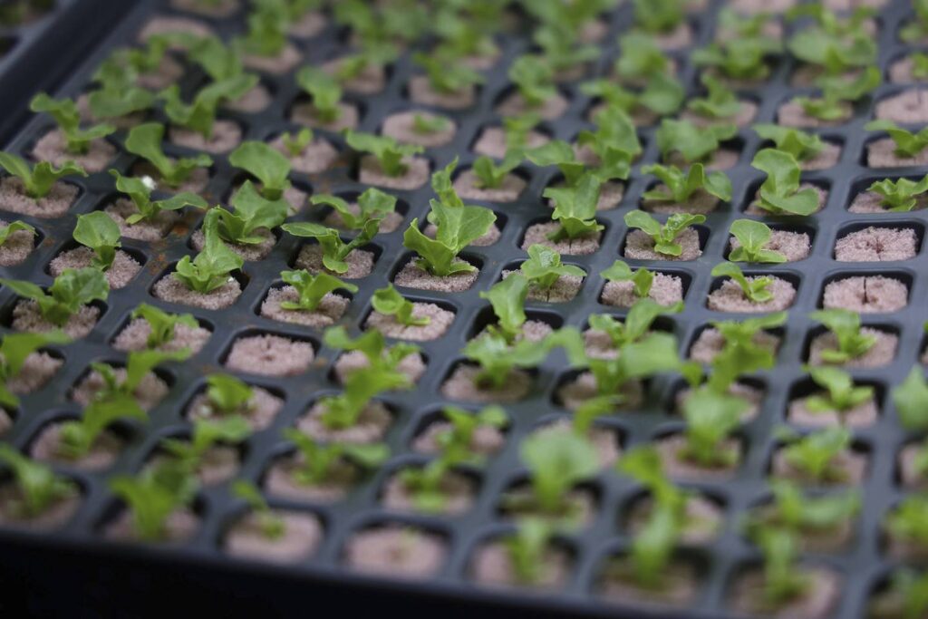 South suburban hydroponic farm owner seeks to democratize the food system and change the narrative in the Ford Heights neighborhood