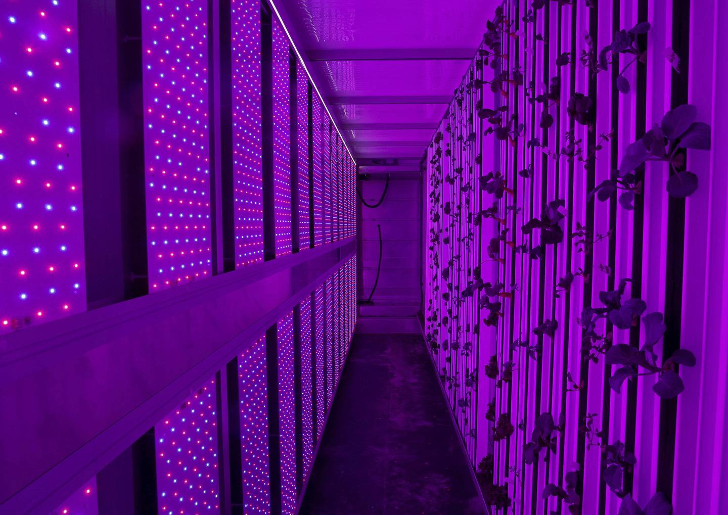 120 LED boards that emit only select wavelengths of red and blue light, which plants are able to absorb best for photosynthesis. The red light helps the plant grow dense and healthy leaves.
