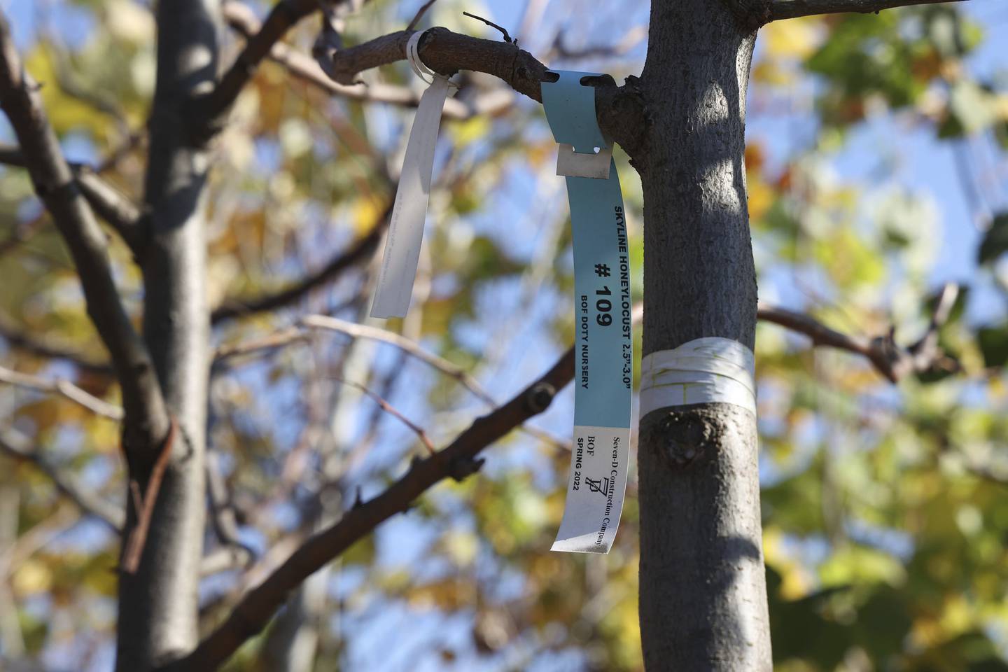 A honey locust is among a portion of the city’s unplanted trees in a lot near 46th Street and Damen Avenue.