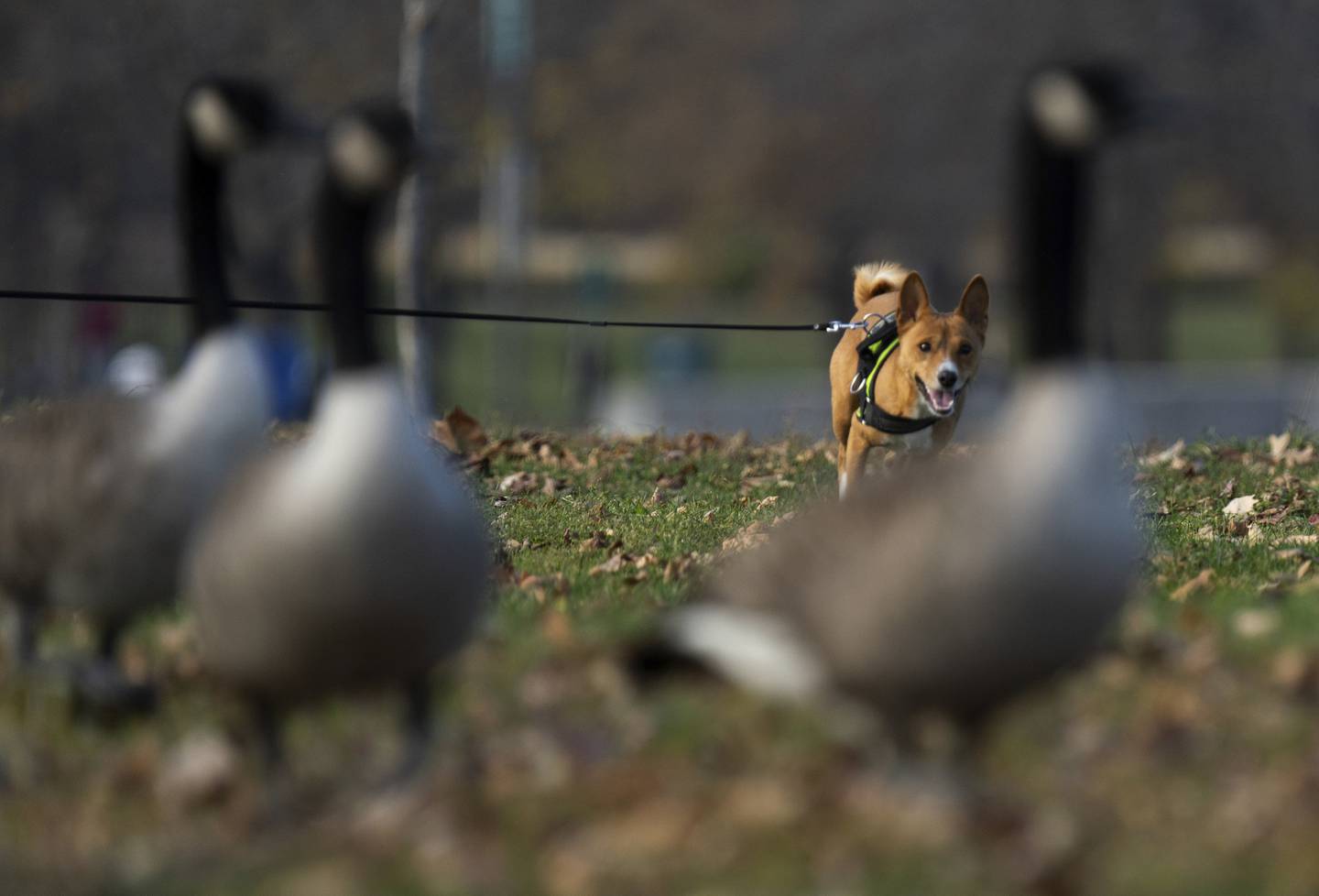 A leashed dog eyes Canada geese near the Foster Avenue Pierhead Light on Chicago's North Side on Nov. 10, 2022. 