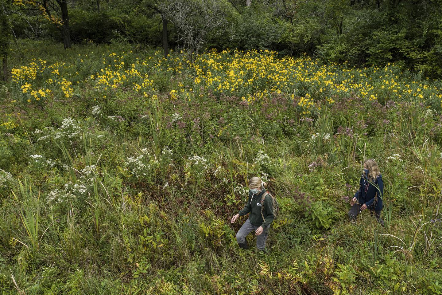 Kristin Pink, right, and Becky Collings, ecologists with the Forest Preserves of Cook County, visit restoration sites at Palos Preserves near Palos Park on Sept. 10, 2020.  