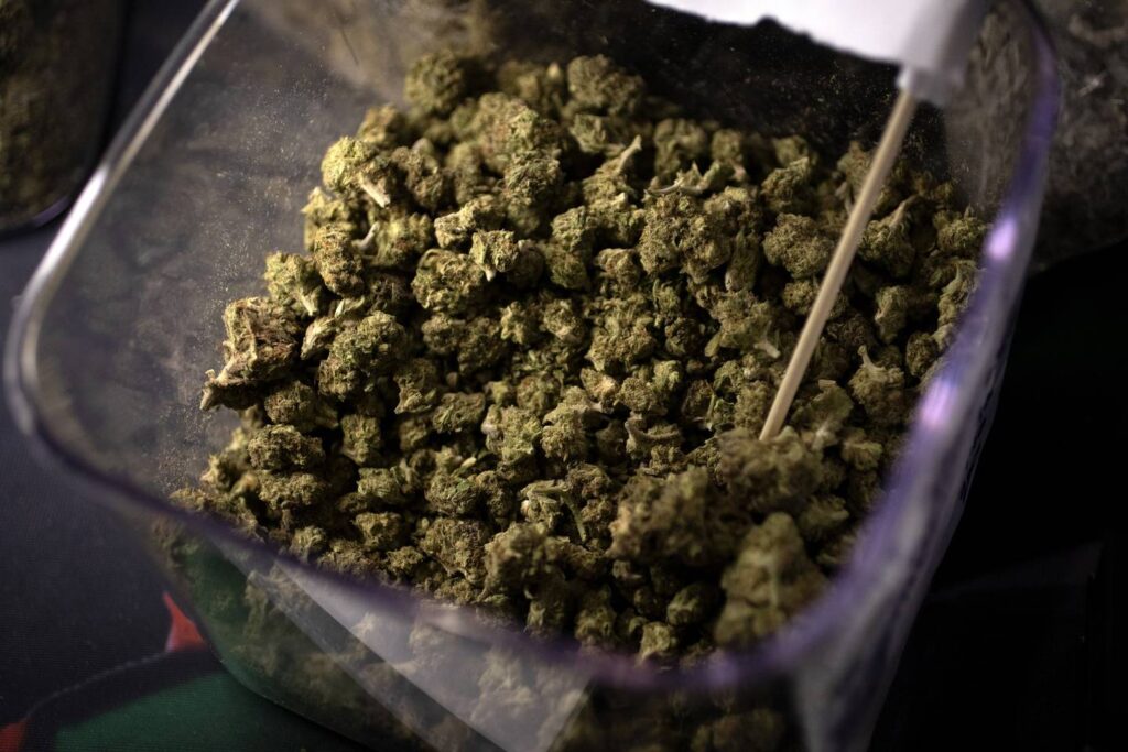 New Cannabis Research Institute will study the effects of marijuana and how best to manage it