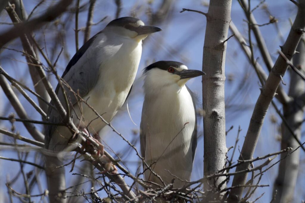 The case of the black-crowned night herons: Abandoned nests reveal gaps in the state’s ability to protect endangered species