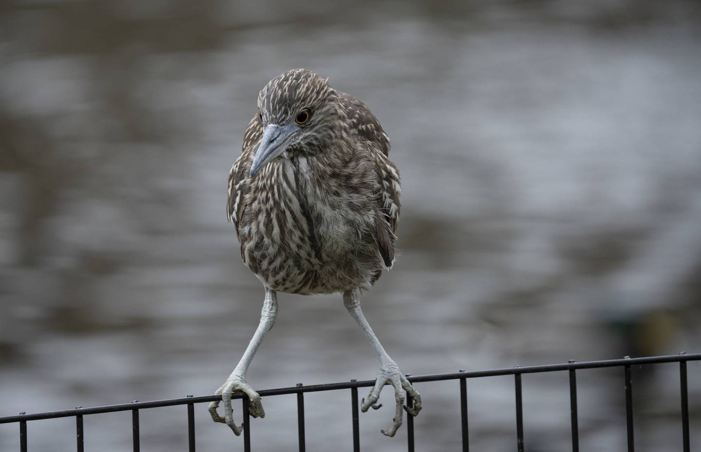 A lone juvenile black-crowned night heron perches on a fence at the Hope B. McCormick Swan Pond at the Lincoln Park Zoo on Dec. 5, 2022.