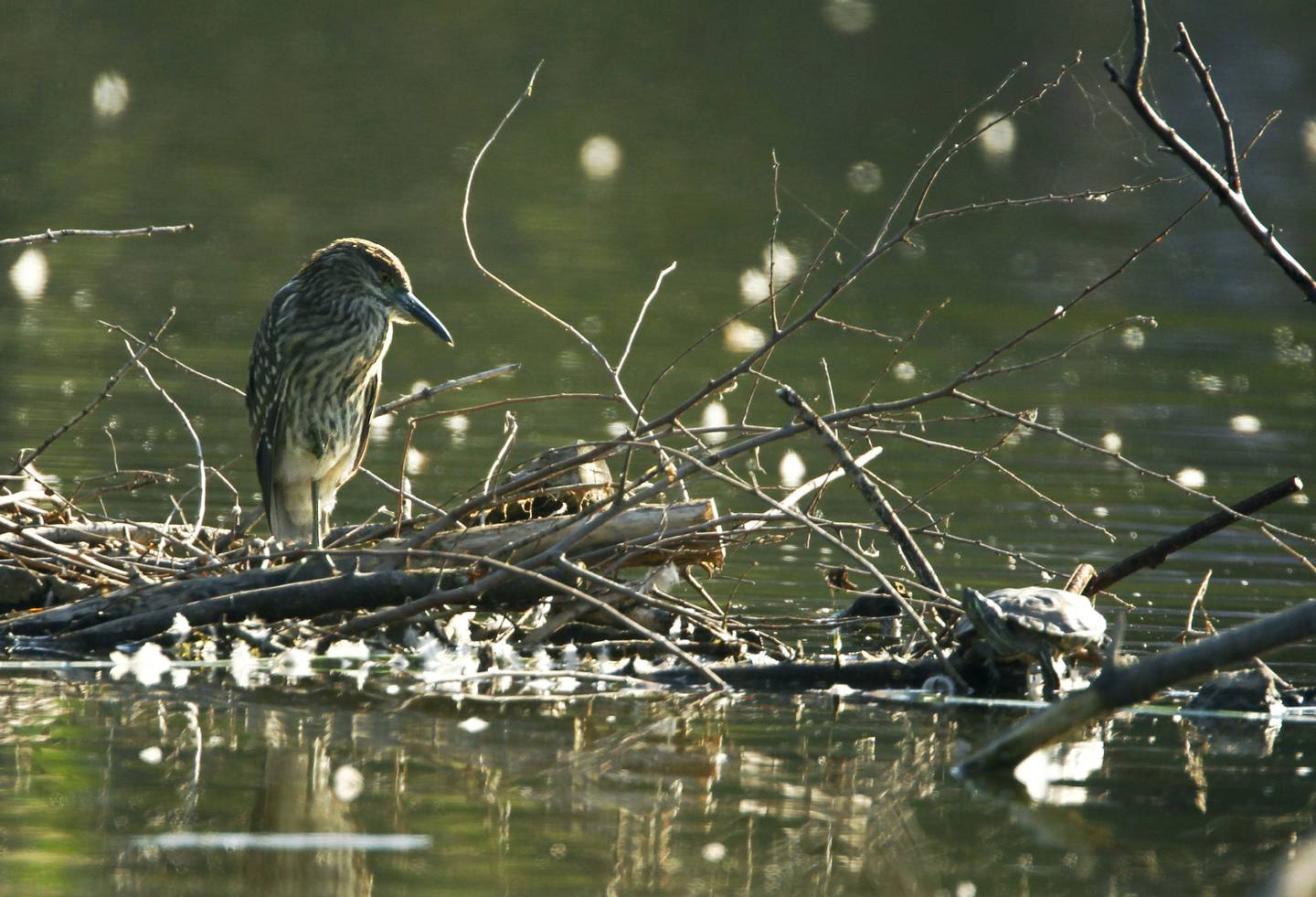 A juvenile black-crowned night heron in the pond south of the zoo in Lincoln Park Zoo in August 2013, seems to stare down a turtle at right.