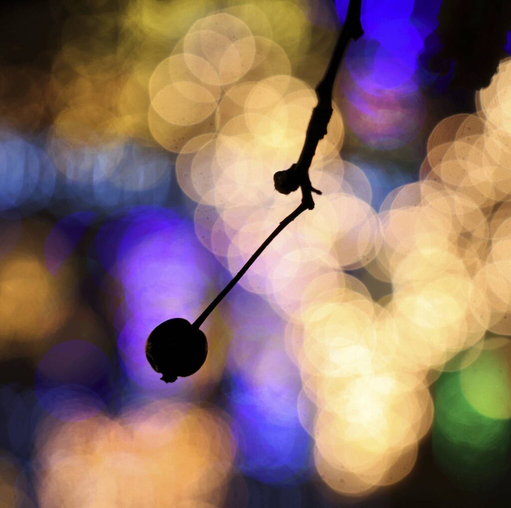 Nighttime lights — which shine 20%-50% brighter in many U.S. cities during Christmas and New Year’s — may harm wildlife, experts say. How you can help.