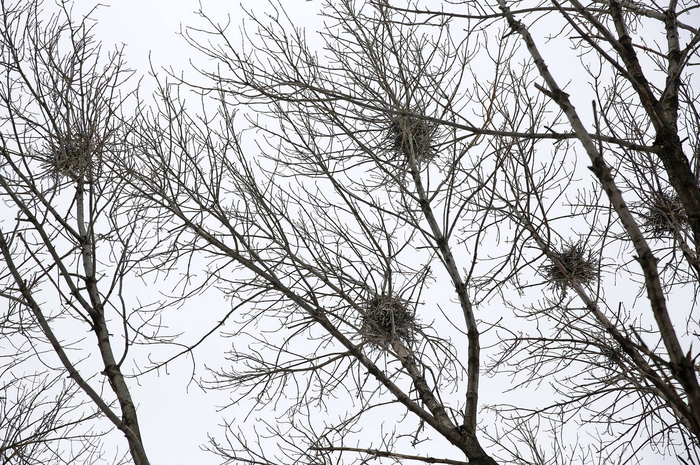 Black-crowned night heron nests where the emerald ash borer has infected trees in Lincoln Park just south of Lincoln Park Zoo in 2014. 