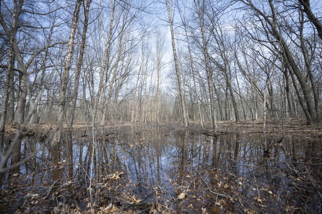 Water gathers in an area adjacent to the the Oak Savannah Trail in the Oak Ridge Prairie in Griffith on Thursday, March 30, 2023. (Kyle Telechan for the Post-Tribune)